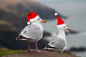 gulls with santa hats